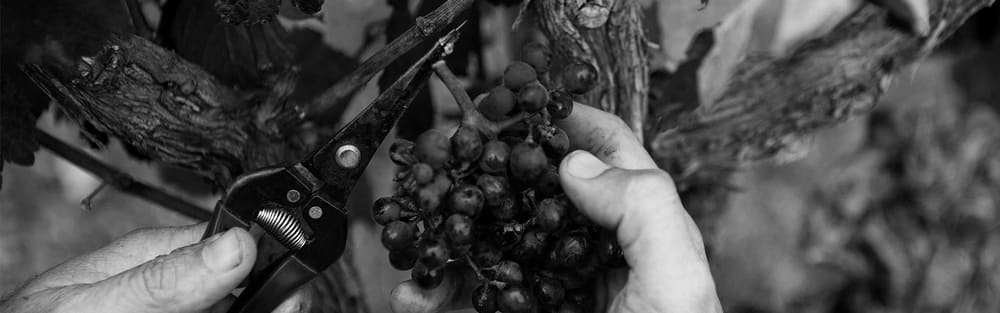 Saltram Wine Estate